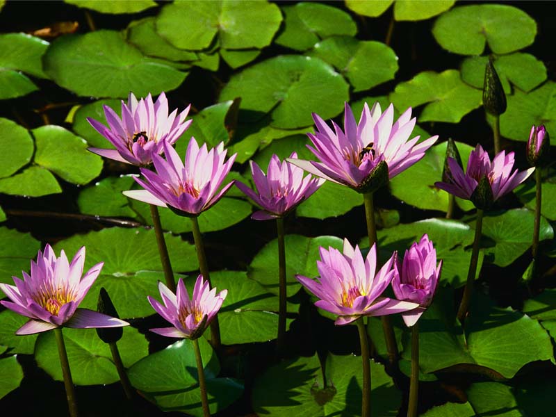 Wasserlilien.jpg - 1560586.1 Wasserlilien.jpg - 1560586.1